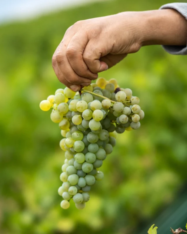 Les vendanges sont lancées à Château Montrose.
Premiers raisins, premiers gestes, même exigence.
Comme chaque année, ce sont nos cépages blancs qui ouvrent le bal : Sémillon, Sauvignon Gris, Marsanne et Roussanne. 

◆

Harvest has begun at Château Montrose.
The first grapes arrive, marking the start of a new vintage. Guided by the same dedication to precision and excellence, we begin with our white varieties: Sémillon, Sauvignon Gris, Marsanne and Roussanne.

#chateaumontrose #medoc #bordeaux #grandcruclassé #harvest